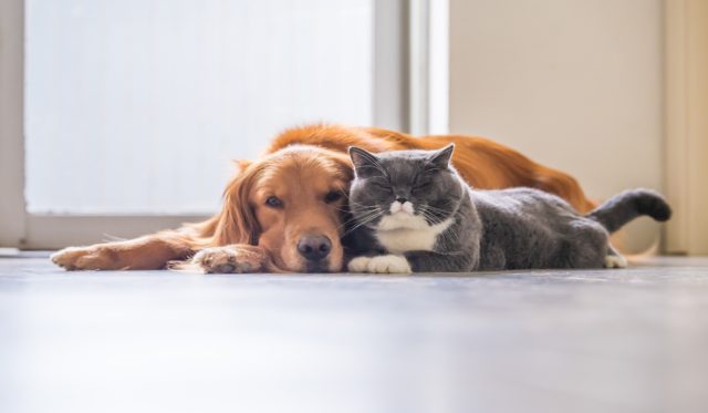 Tips on Choosing the Right Dosage of CBD for Pets