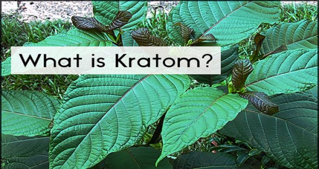 Is Kratom The Answer To The Deadliest Drug Epidemic In History?