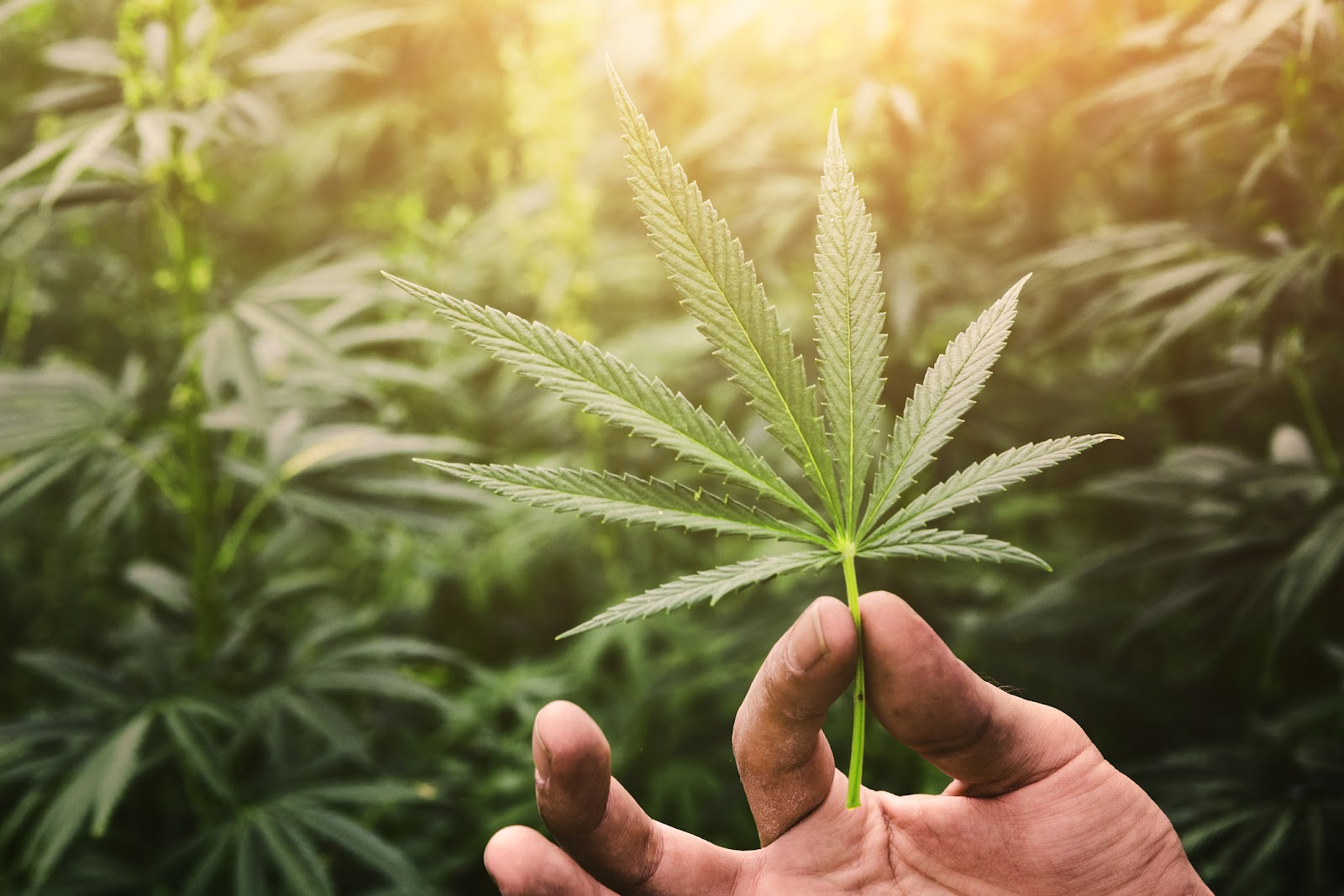 CBD and Mindfulness: Can they work together?